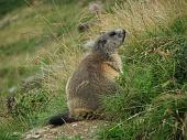 10_Marmotta comoda